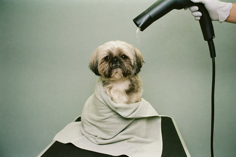 A shih tzu wrapped in a towel after its bath