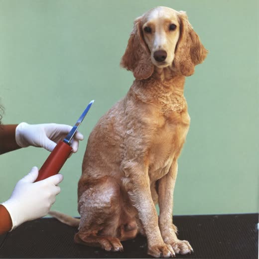 A neatly clipped cockapoo sitting on a grooming table