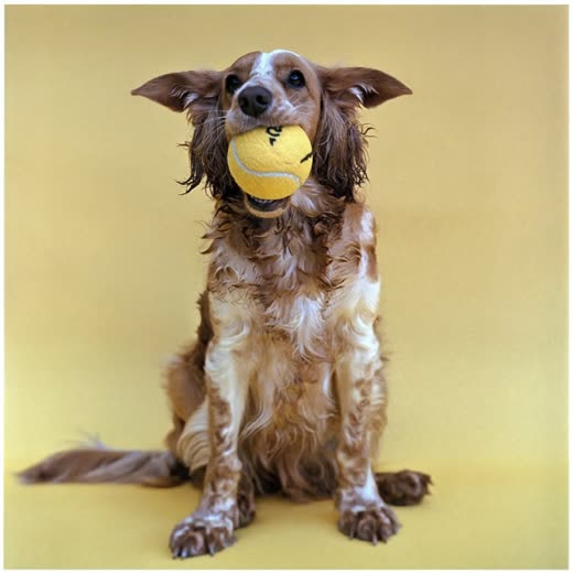 A spaniel holding a tennis ball after a run
